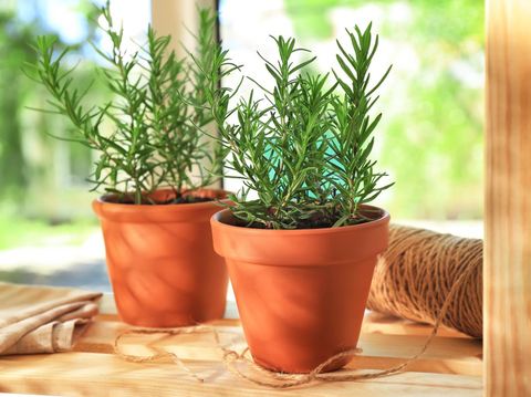Tanaman herbal rosemary