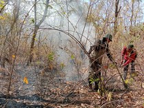 Hutan di TN Baluran Situbondo Terbakar, Pemadaman Dilakukan Manual