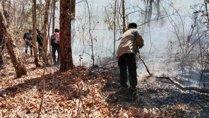 TN Baluran terbakar