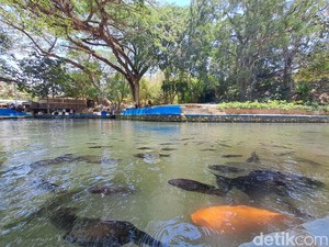 Sejuknya Umbul Nogo Manyaran, Spot Healing Ramah Kantong di Wonogiri