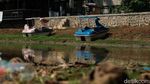 Danau Cinere Kering Imbas Kemarau, Ikan Mati-Tanah Retak