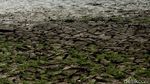 Danau Cinere Kering Imbas Kemarau, Ikan Mati-Tanah Retak