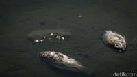 Kekeringan Danau Cinere membuat ikan-ikan mati.