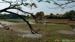 Danau Cinere Kering Imbas Kemarau, Ikan Mati-Tanah Retak