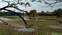 Danau Cinere juga pernah mengalami kekeringan parah pada tahun 2015.