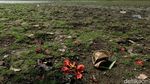 Danau Cinere Kering Imbas Kemarau, Ikan Mati-Tanah Retak