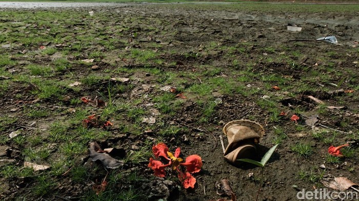 Danau Cinere Kering Imbas Kemarau, Ikan Mati-Tanah Retak