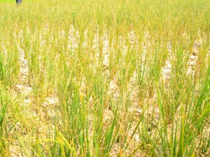 7,5 Hektare Sawah di Sukamakmur Bogor Terdampak Kekeringan