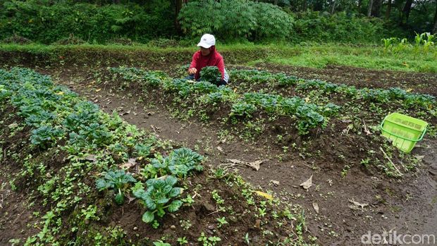 Lahan pertanian organik yang dikelola komunitas Twelve's Organic di Desa Claket, Mojokerto.