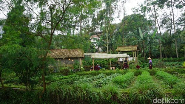 Lahan pertanian organik yang dikelola komunitas Twelve's Organic di Desa Claket, Mojokerto.