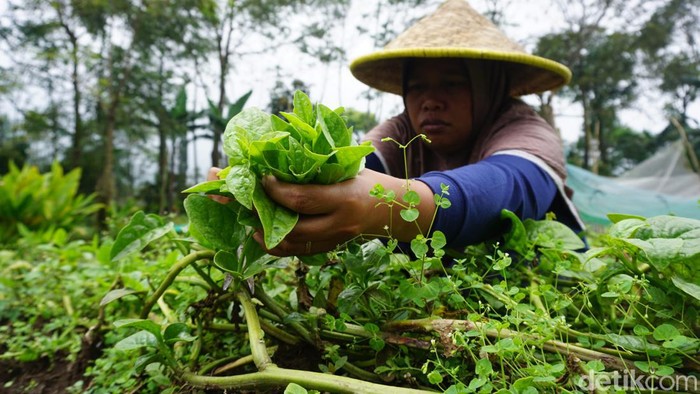Lahan pertanian organik yang dikelola komunitas Twelves Organic di Desa Claket, Mojokerto.