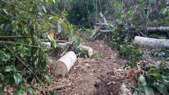 Salah satu pohon yang ditebang di hutan lindung Banjar Sari Kuning, Desa Melaya, Jembrana