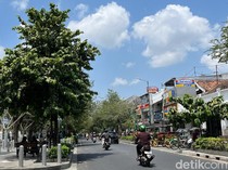 Tentang Pohon Asam dan Gayam, Perindang di Jalan Malioboro Jogja