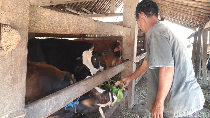 Triyono warga Tegalsari, Desa Lampar, Kecamatan Tamansari, Kabupaten Boyolali di depan ternak sapinya, Rabu (27/9/2023).