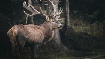 Hewan herbivora bisa berbahaya, jadi jangan berpikir hanya predator yang mesti diwaspadai. Herbivora akan melihat apa pun sebagai ancaman dan menjadi gila. Rusa besar, kuda, sapi, keledai dapat menendang Anda sampai mati jauh lebih cepat dari yang Anda kira, mereka bukan teman terbaik Anda. Foto: Bored Panda