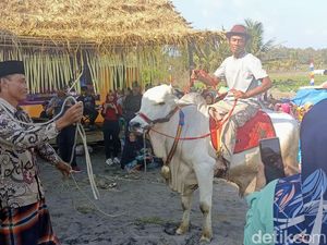 Melihat Tradisi Menthak-Menthik di Kebumen Sambut Maulid Nabi