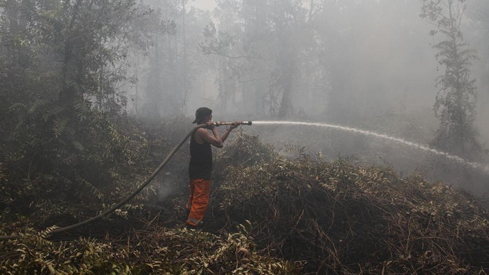Petugas dari satgas gabungan pemadam kebakaran hutan dan lahan (karhutla) berupaya memadamkan api yang membakar hutan dan lahan di Desa Tumbang Nusa, Pulang Pisau, Kalimantan Tengah, Rabu (27/9/2023). Berdasarkan data sementara dari Badan Penanggulangan Bencana dan Pemadam Kebakaran (BPBPK) Provinsi Kalimantan Tengah, karhutla yang melanda Kabupaten/Kota di Kalteng dari Januari sampai (18/9/2023) terdapat 2.541 kejadian karhutla, 17.291 hotspot dan luas yang ditangani sekitar 7.534, 67 hektare. ANTARA FOTO/Auliya Rahman/tom.