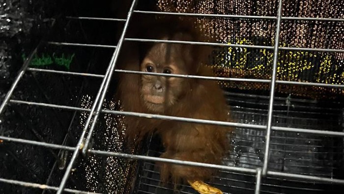 2 orang utan yang akan diperdagangkan saat diamankan. (Foto: Dok. Polda Sumut)