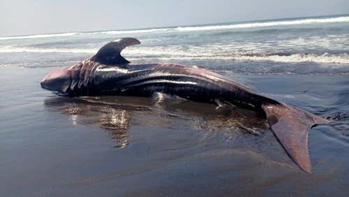 Bangkai hiu di pesisir pantai Banjar Yehkuning, Desa Pekutatan, Jembrana, Bali, Jumat pagi (29/9/2023). Bangkai hiu sekitar tiga meter itu mulai membusuk.