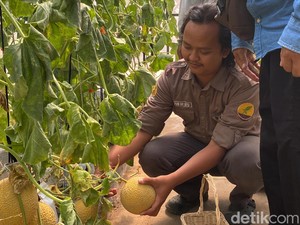 Kisah Melwan dan Kecintaannya Terhadap Melon