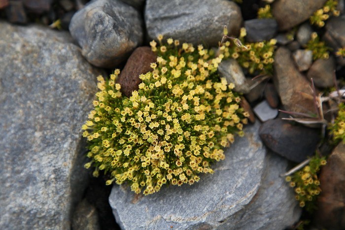 Bunga di benua Antartika, Antatics pearlwort