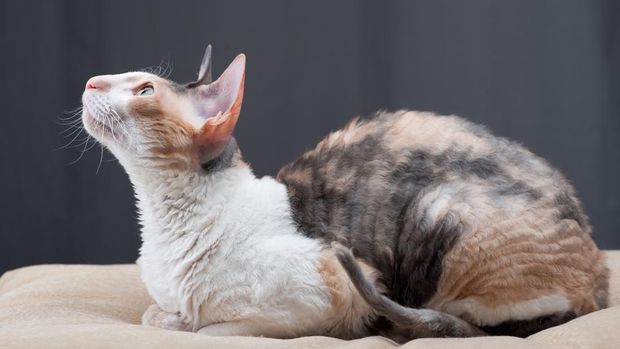 Cornish Rex.