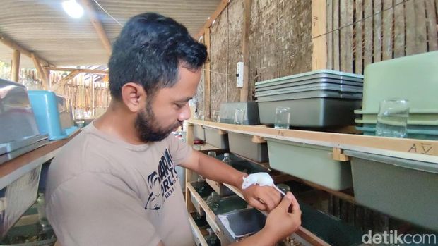 Dendi menunjukkan tikus putih yang tengah dibudidayakan. Dendi menunjukkan tikus putih yang tengah dibudidayakan.