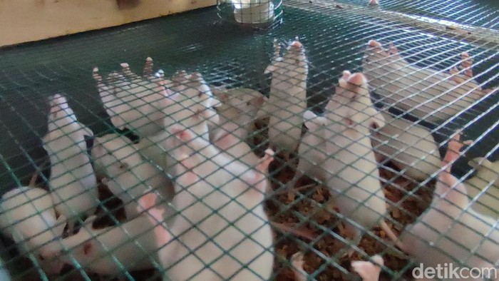 Dendi menunjukkan tikus putih yang tengah dibudidayakan.