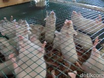 Tikus Putih Penghasil Uang di Ciamis