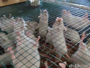 Tikus Putih Penghasil Uang di Ciamis