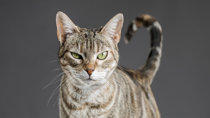 European shorthair