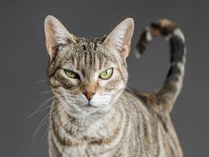 Ekor Kucing dan Kebahagiaan