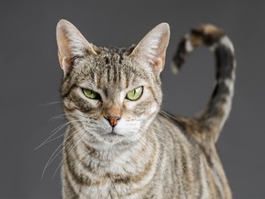 Kucing Punya 276 Ekspresi Wajah, Benar Mereka Bisa Bicara?