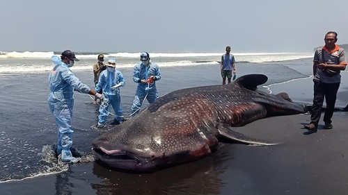 Hiu paus atau yang sering dikenal hiu tutul mati terdampar di pesisir pantai Banjar Yehkuning, Desa Pekutatan, Jembrana, Jumat (29/9/2023). (I Putu Adi Budiastrawan/detikBali).
