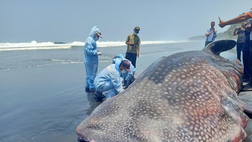 Hiu tutul yang terdampar di Pantai Yehkuning, Jembrana, dinekropsi, Jumat (29/9/2023).