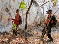 Kebakaran Hutan Taman Nasional Baluran Situbondo Lebih 160 Hektare