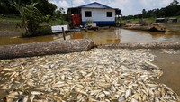 Ribuan ikan mati mengapung akibat kekeringan parah di negara bagian Amazonas, di Manacapuru, Brasil, Rabu (27/9/2023).  