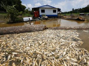 Kekeringan Parah, Sungai Amazon Dipenuhi Ikan Mati