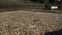 Beberapa sungai yang meliuk-meliuk melalui hutan hujan Amazon di Brasil telah dipenuhi ikan mati sejak beberapa hari terakhir.  