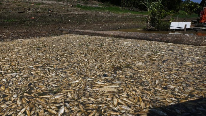 Thousands of dead fish float in Piranha Lake due to a severe drought in the state of Amazonas in Manacapuru, Brazil, Wednesday, Sept. 27, 2023. (AP Photo/Edmar Barros)