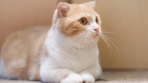 Kucing rambut pendek