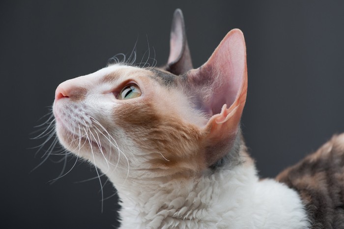 Kucing rambut pendek