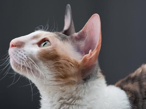 Mengapa Kucing Punya 2 Titik Botak di Sekitar Telinga? Ternyata Ini Alasannya