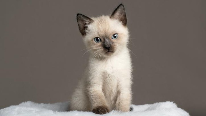 Kucing rambut pendek
