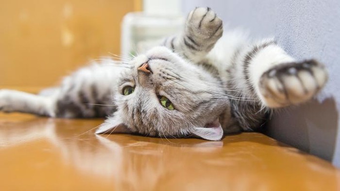 Kucing rambut pendek