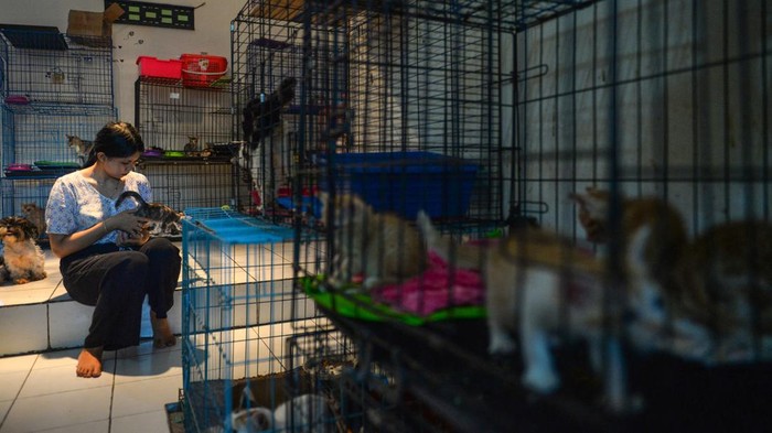 Pemilik Rumah Singgah Kucing Cindy memberi makan kucing di kediamannya di Griya Bandung Indah, Bojongsoang, Kabupaten Bandung, Jawa Barat, Jumat (29/9/2023). Selama tiga tahun, Rumah Singgah Kucing tersebut menyelamatkan 240 ekor kucing jalanan maupun kucing sakit yang dititipkan pemiliknya serta membuka adopsi kucing bagi masyarakat yang ingin memelihara. ANTARA FOTO/Raisan Al Farisi/Spt.