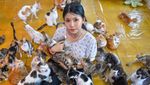 Mengintip Rumah Singgah yang Rawat Ratusan Kucing di Bandung