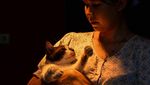 Mengintip Rumah Singgah yang Rawat Ratusan Kucing di Bandung