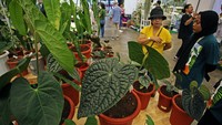 Pameran yang berlangsung hingga Minggu (1/10/2023) ini menampilkan berbagai tanaman asli Indonesia dan mancanegara.