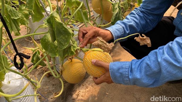 Petik melon premium di Fakultas Pertanian Unpad